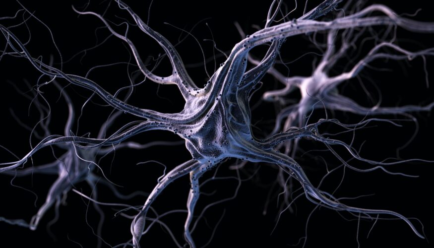 Neurones