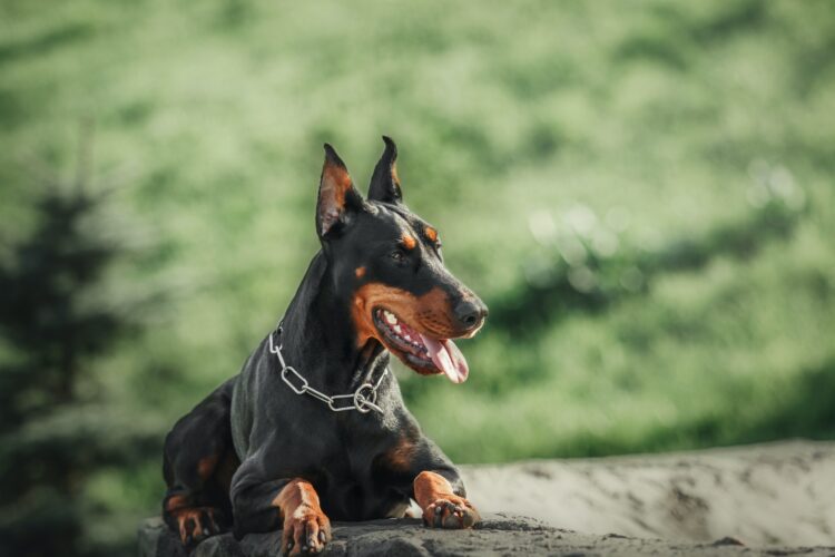 Doberman dog outdoor. Dog on a walk in summer. Dog in the park.