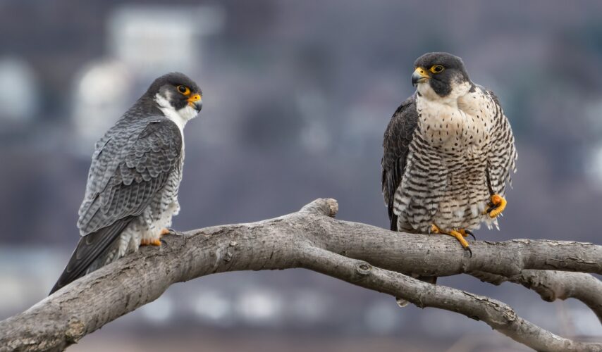 A Portrait of a Peregrine Falcon