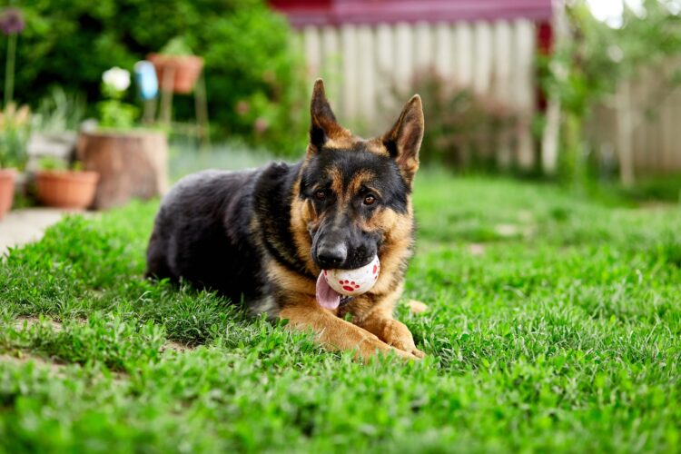 German shepherd lying on the grass in the park.