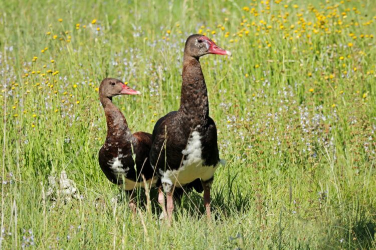 Spur-winged geese in natural habitat