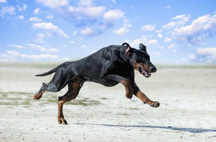 training of dobermann pinscher