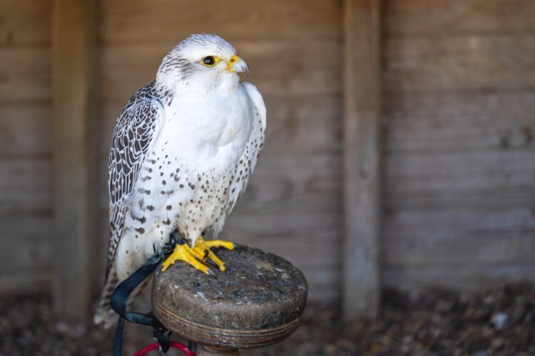 White morph Gyr Falcon