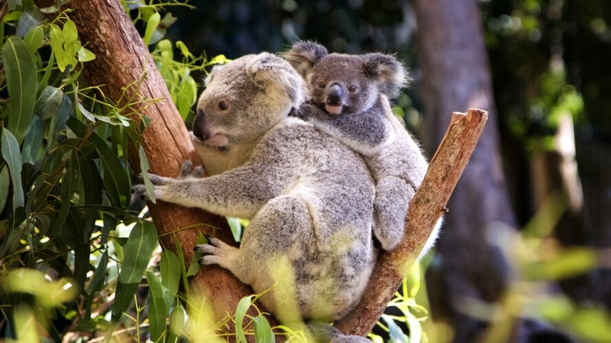 Koala mum