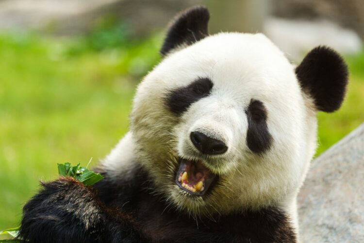 Panda bear eating bamboo