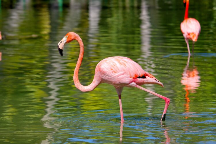 Pink flamingo