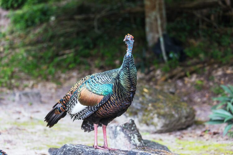Turkey in Guatemala