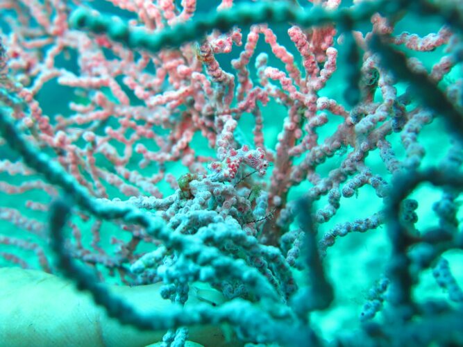 Bargibanti Pygmy Seahorse The Smallest In The World In Bali