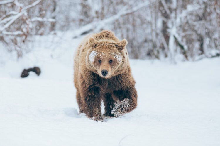 Bear