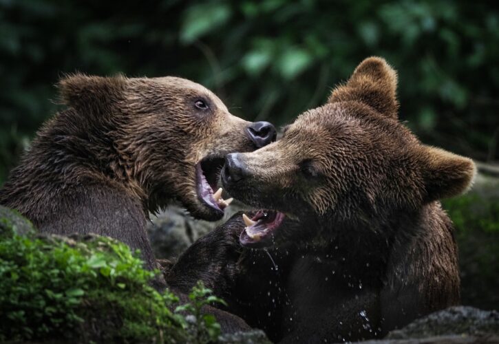 bears