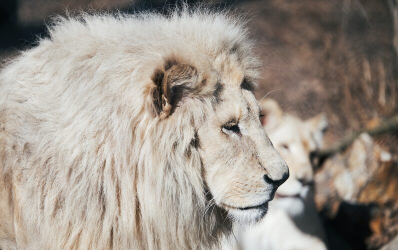 Beautiful albino white lion