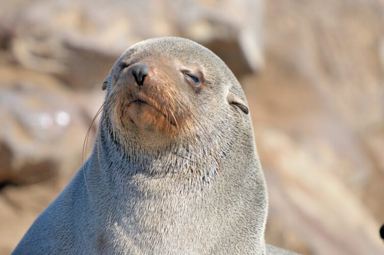 Cape Fur Seal