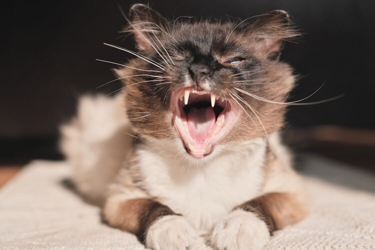 cat yawns with eyes closed. cat lying under sunlight ona rug in the house. cute adorable pet