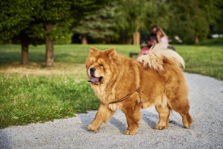 Chow chow dog in the park