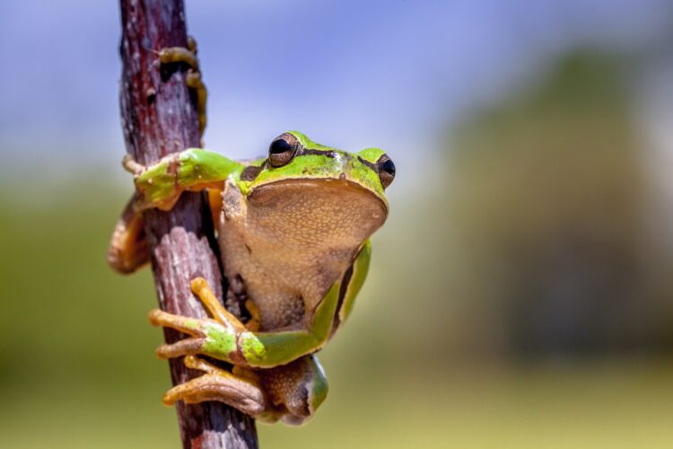 Climbing European tree frog