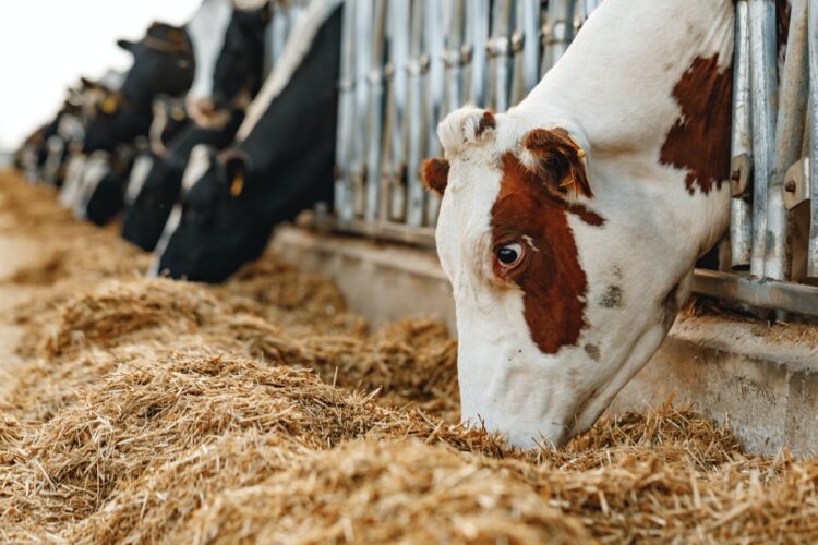 Cows standing in a stall and eating hay