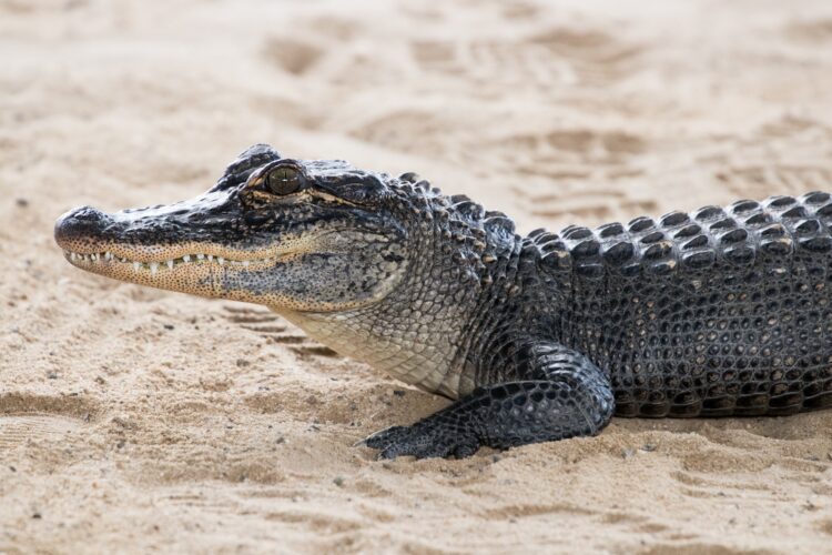 crocodile