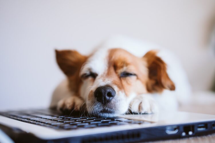 cute jack russell dog working on laptop at home feeling tired or sleepy.