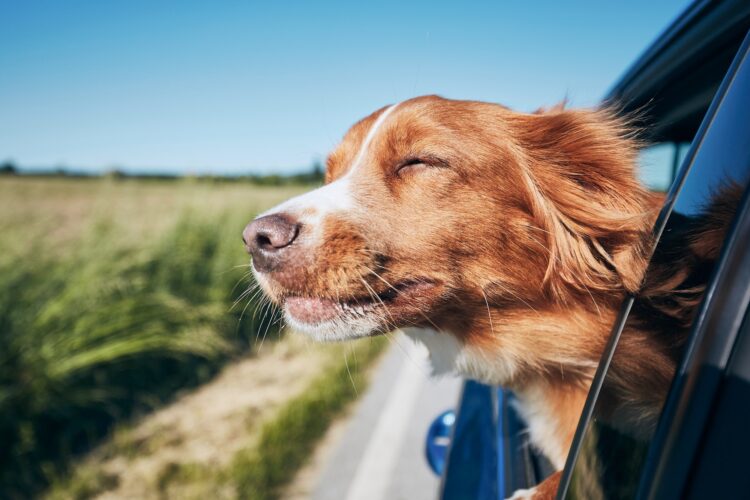 Dog travel by car at summer day. Nova Scotia Duck Tolling Retriever enjoying road trip.