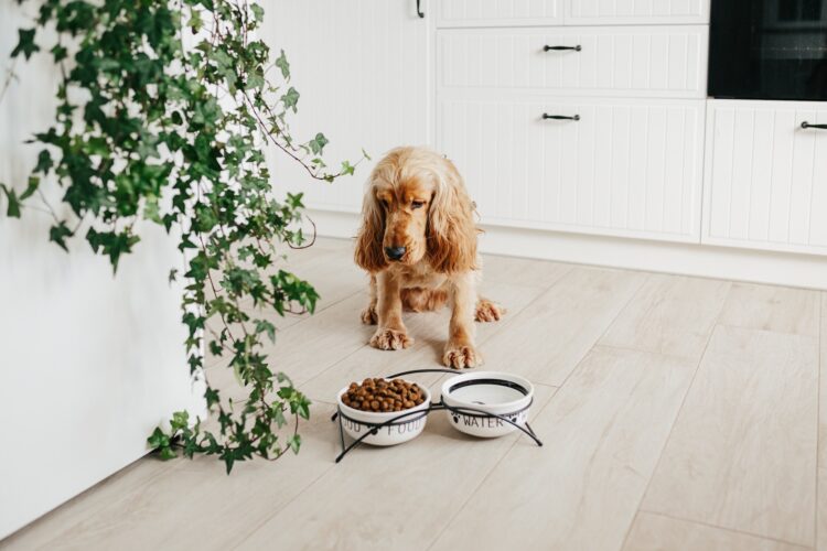 English cocker spaniel dog eating food from ceramic bowl