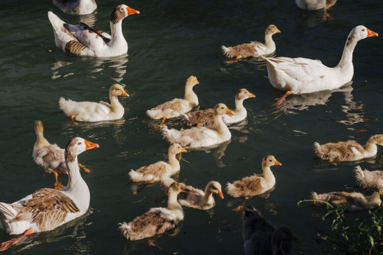 Flock of wild ducks swimming on river. Wildlife in spring. Family with baby ducks