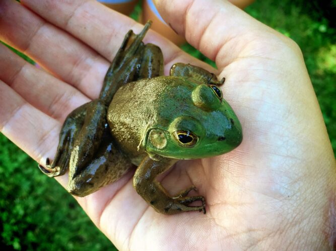 Frog