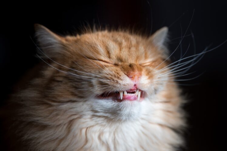 Funny ginger cat.