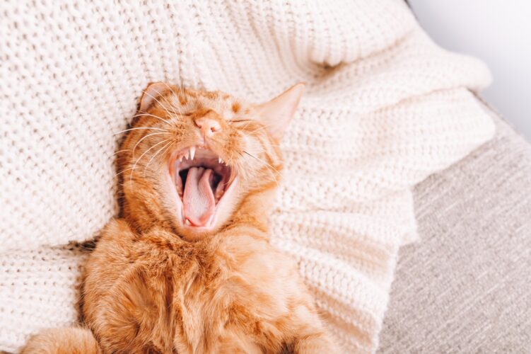 Ginger cat is laying on sofa