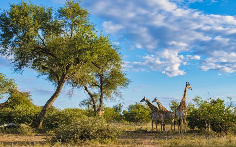 Giraffe in the bush of Kruger national park South Africa
