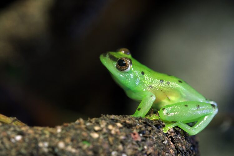 Glass Frog