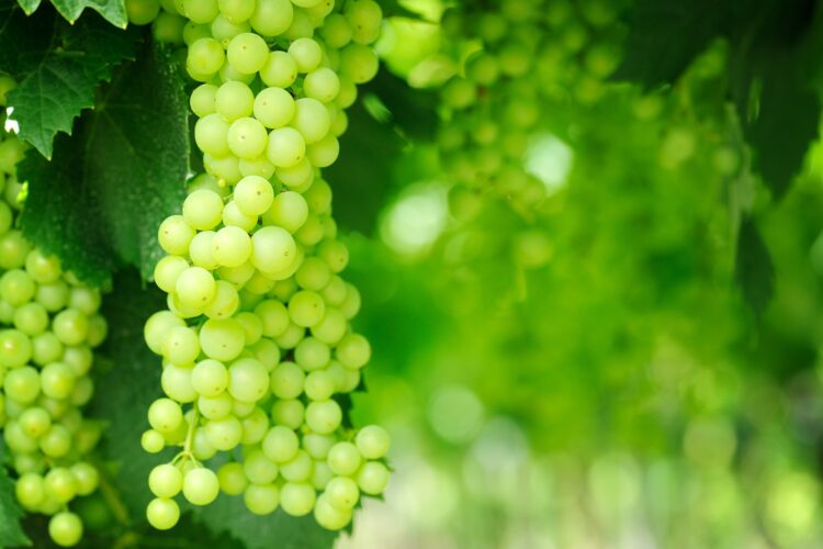 green grapes