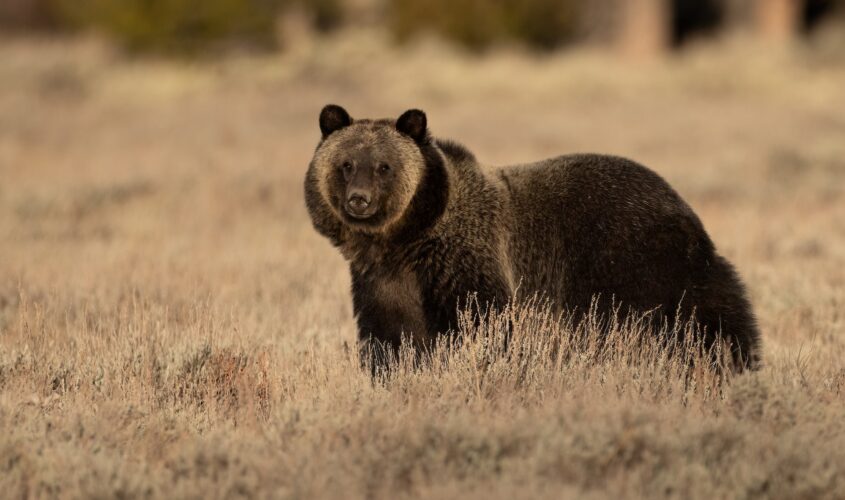 Grizzly Bear in Grand Teton National Park