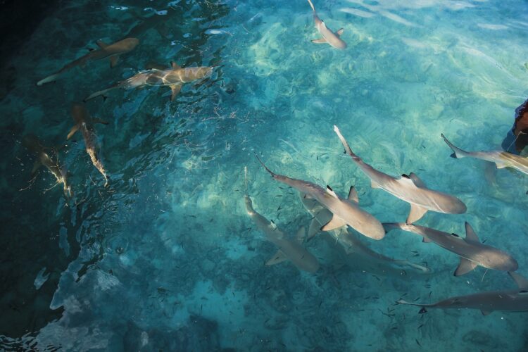 Group of shark