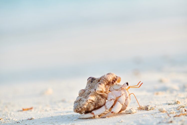 Hermit Crab on a beach