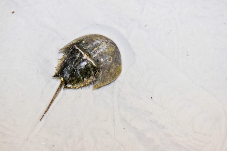 Horseshoe crab on the background of the sand of the sea bottom