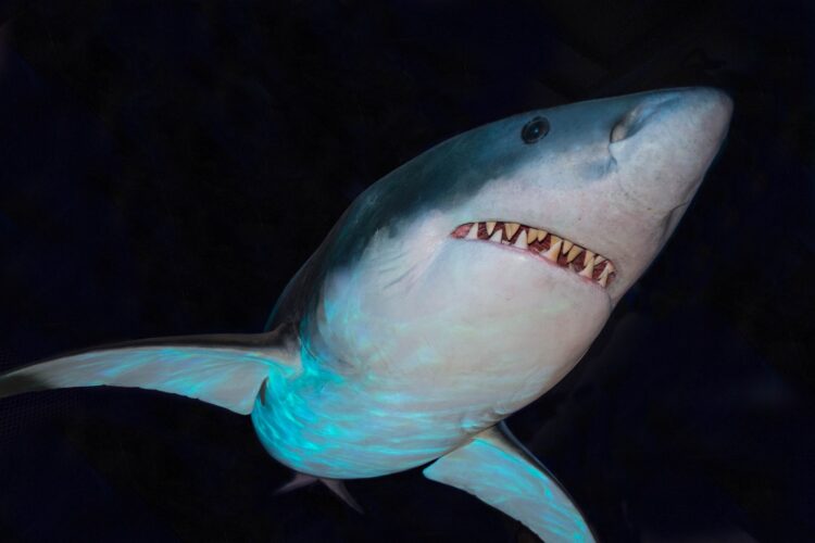 Hunting great white shark