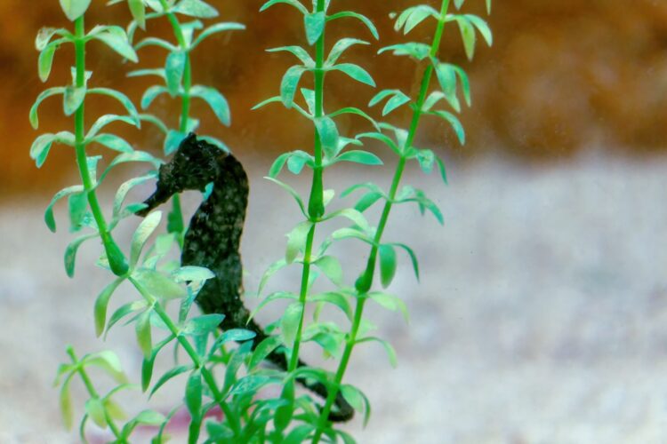 Lined seahorse Hippocampus erectus