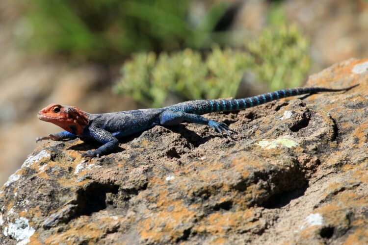 Lizard in Kenya