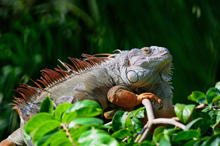 male Green Iguana