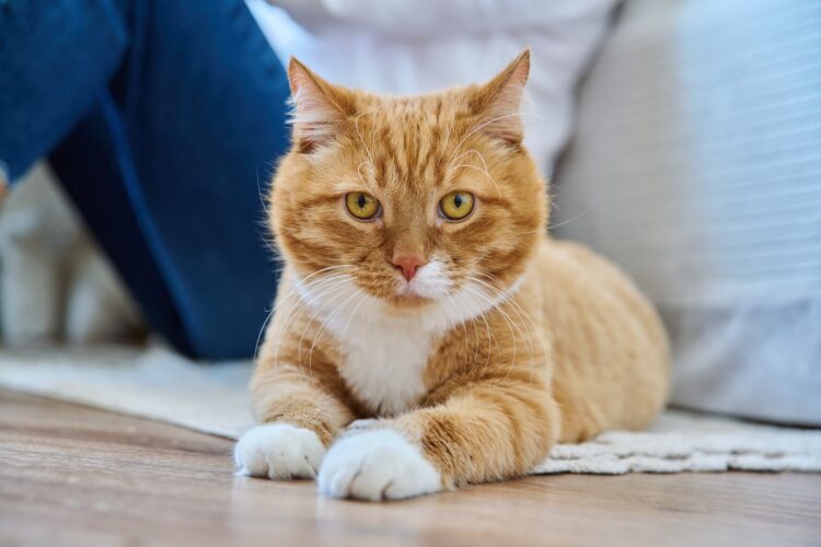 Old red cat lying at home on the floor