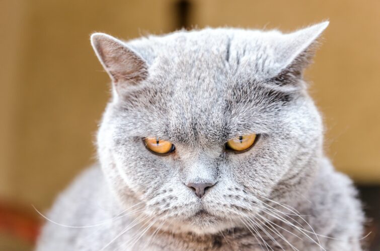 Portrait of british cat