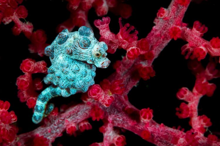 Pygmy Seahorse near red plant