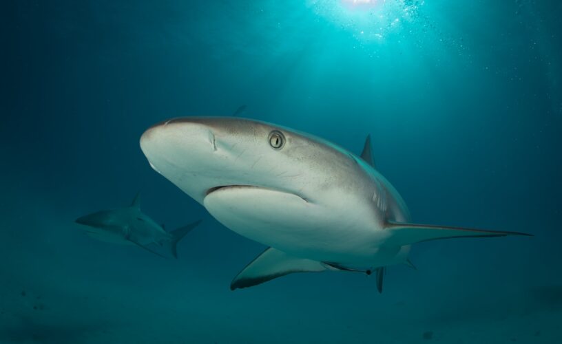Reef shark checking out the diver