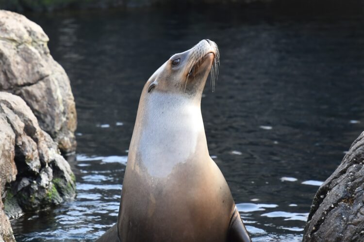 Sea lion
