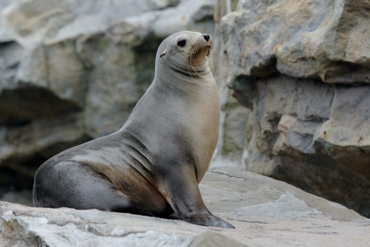 Sea Lion