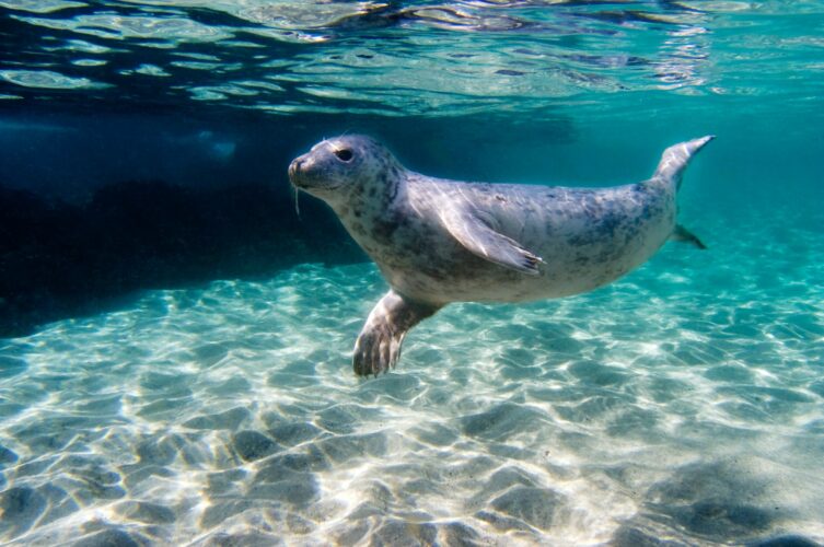 Seal swimming underwater