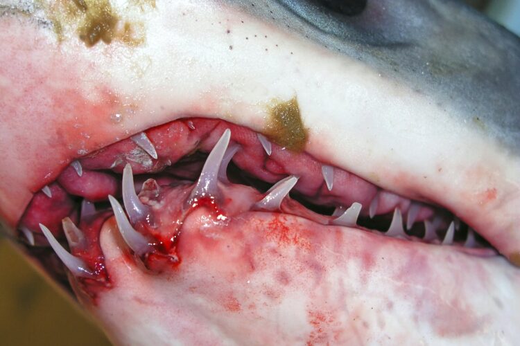 Shark´s Mouth, Shark Teeth, Spain