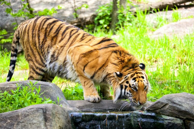 Siberian bengal tiger