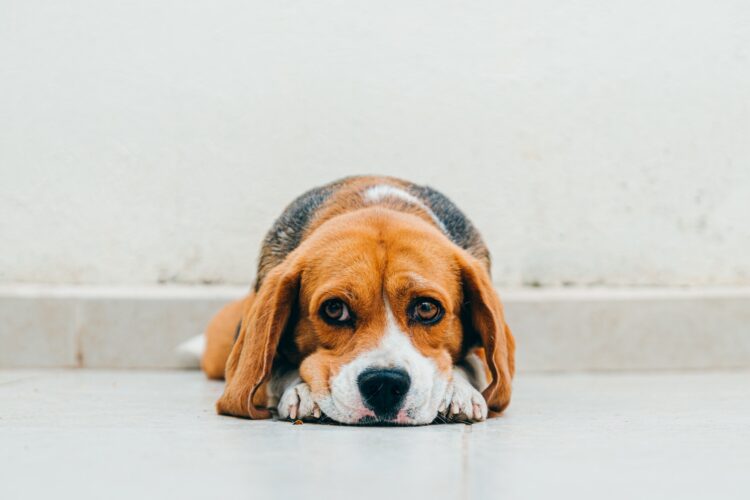 Sleepy Beagle