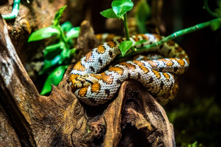 Snake on a branch, closeup of a tropical reptile